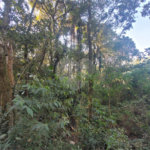 Terreno à venda em Serra da Cantareira, Mairiporã, SP