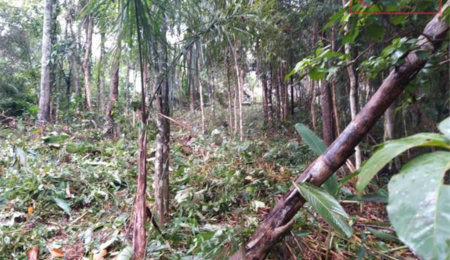 Terreno à venda em Serra da Cantareira, Mairiporã, SP
