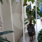 Casa à venda com 3 quartos, sendo 1 suíte, no condomínio Reserva das Flores - Casas, Guarulhos - SP