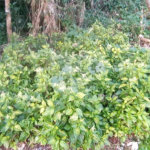Terreno à venda no condomínio Sausalito, Mairiporã - SP