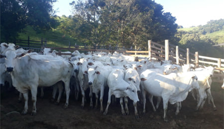 Fazenda à venda com 1 suíte no Centro, Morungaba, SP