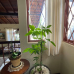Casa à venda com 3 quartos, sendo 1 suíte, com vista deslumbrante em Recreio Maristela, Atibaia