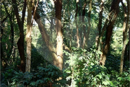 Terreno à venda em Vista Alegre, Vinhedo, SP