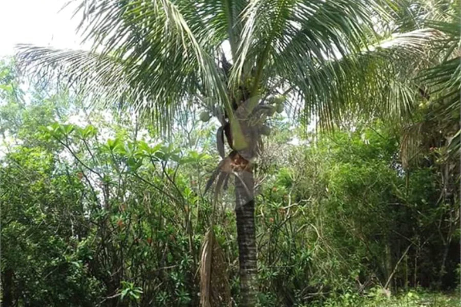 Chácara à venda no Alpes das Águas em São Pedro