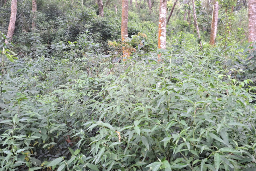 Terreno à venda em Serra da Cantareira, Mairiporã, SP