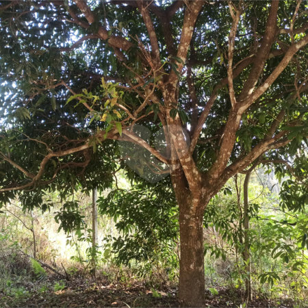 Terreno à venda em Bosque dos Eucalíptos, Atibaia, SP