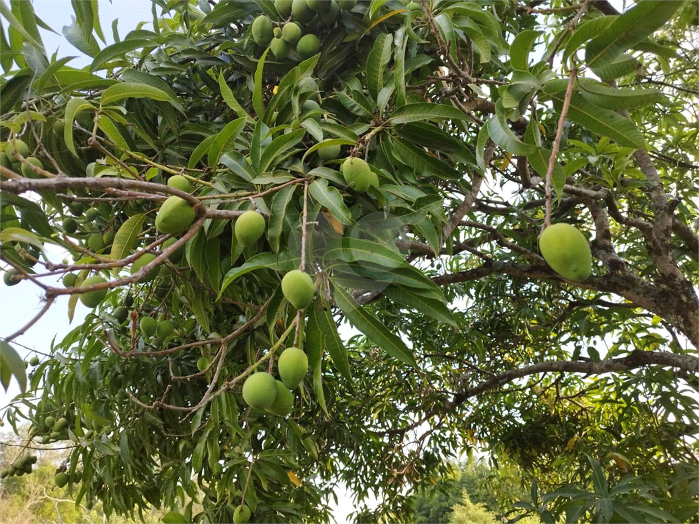 Terreno à venda no condomínio Haras São Luiz, Salto - SP