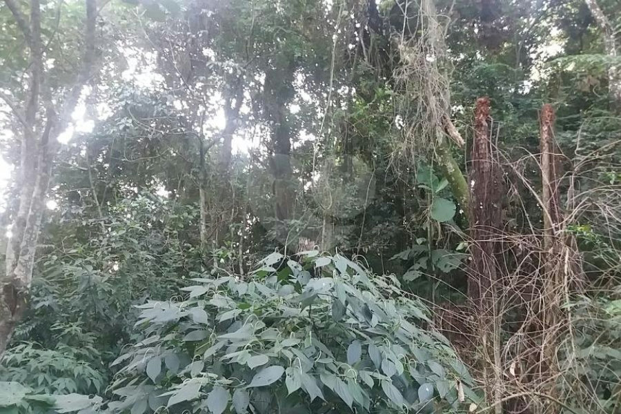 Terreno à venda em Tucuruvi, São Paulo, SP
