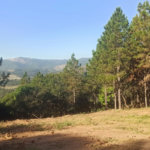 Fazenda Elisa - Fase 3