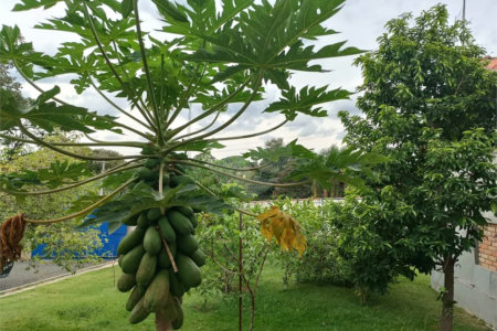 Chácara à venda com 4 quartos, sendo 2 suítes, em João Jabour, Salto, SP