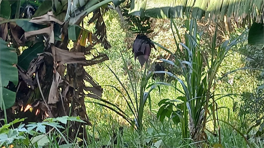 Terreno à venda em Vila Tramontano, São Paulo, SP