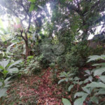 Terreno à venda em Vila Carmosina, São Paulo, SP