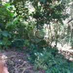 Terreno à venda em Tucuruvi, São Paulo, SP