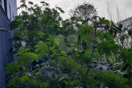 Terreno à venda em Chácara Monte Alegre, São Paulo, SP