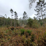 Terreno à venda em Vila Junqueira, São Roque, SP