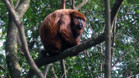 Ecoturismo na Serra da Cantareira: descubra um dos maiores refúgios naturais de São Paulo