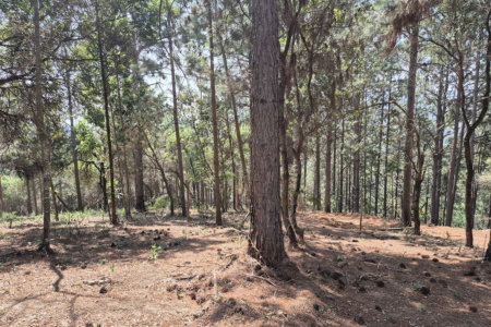 Fazenda Elisa - Fase 3