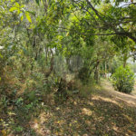 Terreno à venda em Curral, Ibiúna, SP