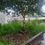 Terreno à venda em Tremembé, São Paulo, SP