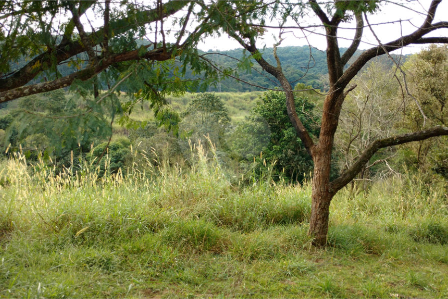 Terreno para alugar em Tucuruvi, São Paulo, SP