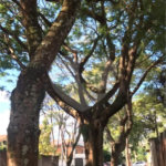 Casa Térrea à venda com 5 quartos, sendo 3 suítes, em Planalto Paulista, São Paulo, SP