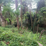 Terreno à venda no condomínio Associação Reserva das Hortênsias, Mairiporã - SP