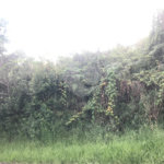 Terreno à venda em Serra da Cantareira, Mairiporã, SP