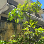 Casa à venda com 4 quartos, sendo 1 suíte, em Jardim das Vertentes, São Paulo, SP