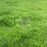 Terreno à venda no condomínio Residencial Veneza, Mogi das Cruzes - SP