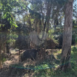 Terreno à venda em Horto, São Paulo, SP