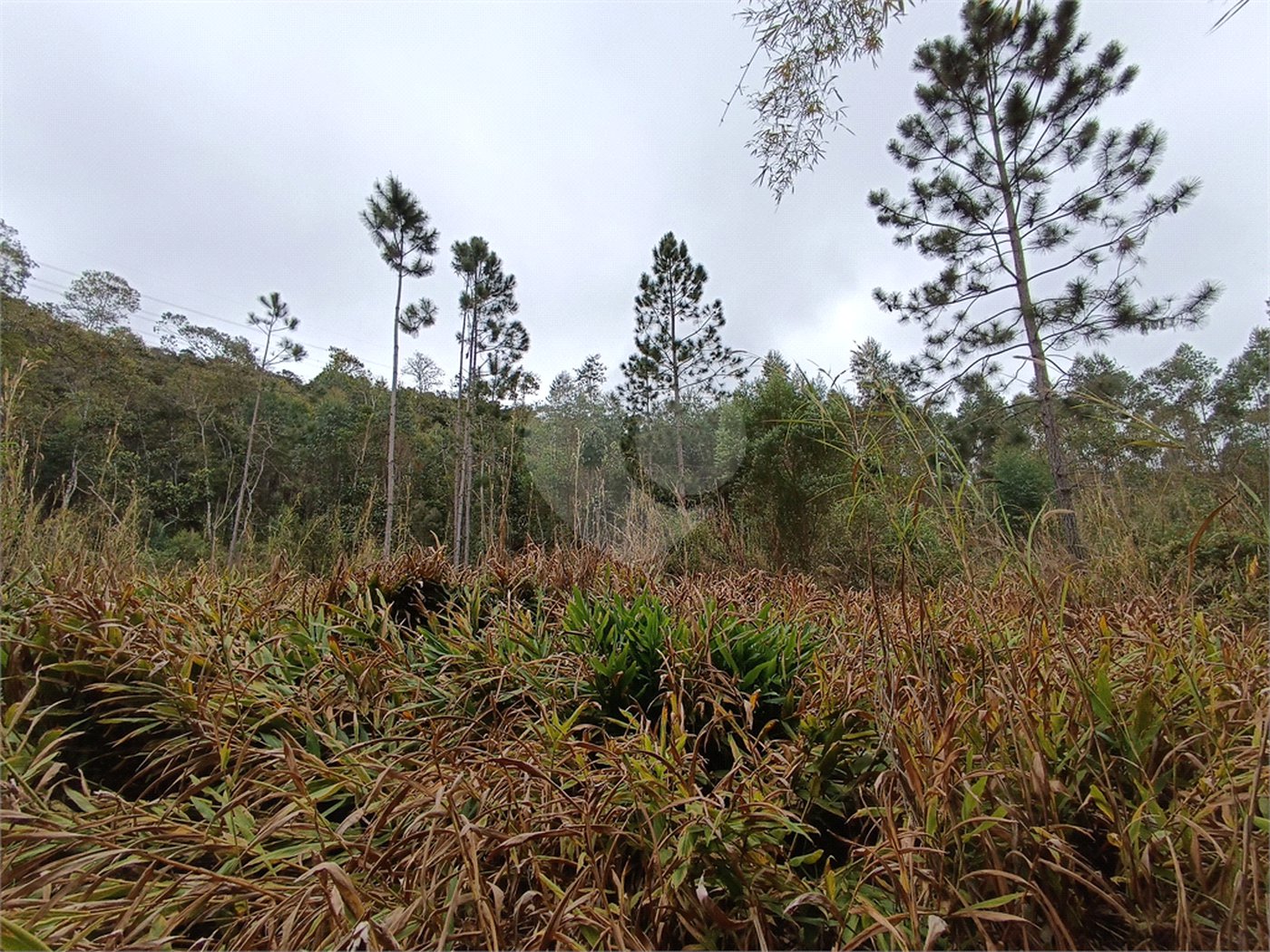 Terreno à venda em Vila Junqueira, São Roque, SP