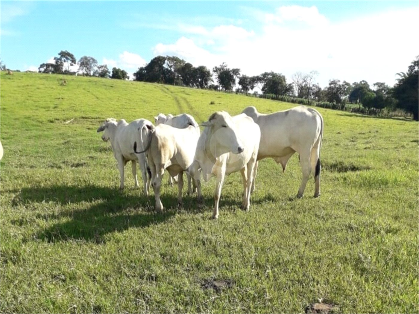 Área de Terra à venda em Área Rural de Monte Mor, Monte Mor, SP