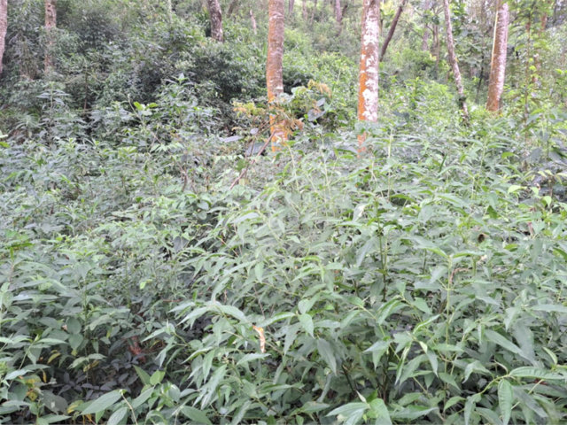Terreno à venda em Serra da Cantareira, Mairiporã, SP
