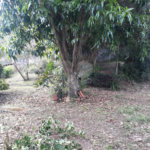 Casa à venda com 3 quartos em Jardim Flórida, São Roque, SP