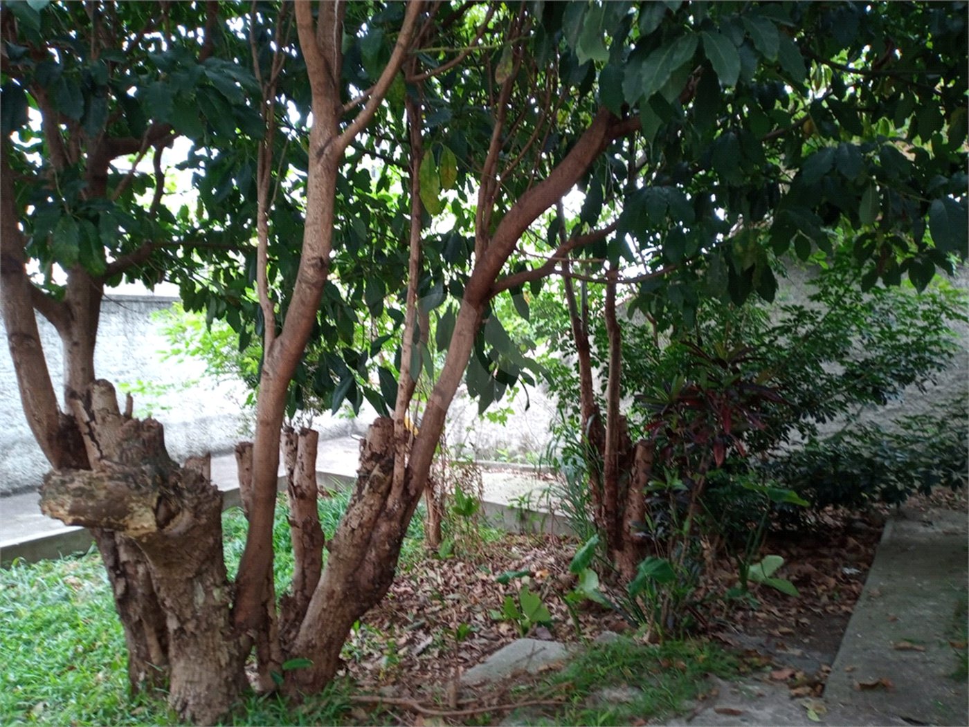 Sobrado à venda com 3 quartos em Vila Maria Alta, São Paulo, SP