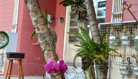 Apartamento à venda com 3 quartos em Barro Branco (zona Norte), São Paulo, SP