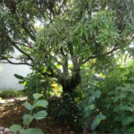 Terreno à venda em Vila São José, Valinhos, SP