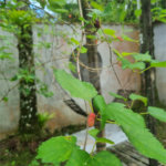 Chácara à venda com 4 quartos em Aguapeú, Itanhaém, SP
