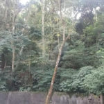 Terreno à venda em Tucuruvi, São Paulo, SP