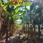 Sítio à venda com 2 suítes em Buru, Salto, SP