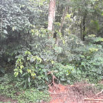 Terreno à venda em Roseira, Mairiporã, SP