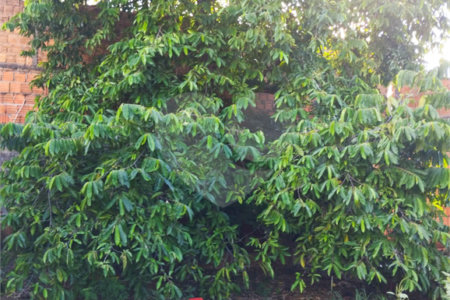Terreno à venda em Parque Residencial Vale do Sol, Araraquara, SP
