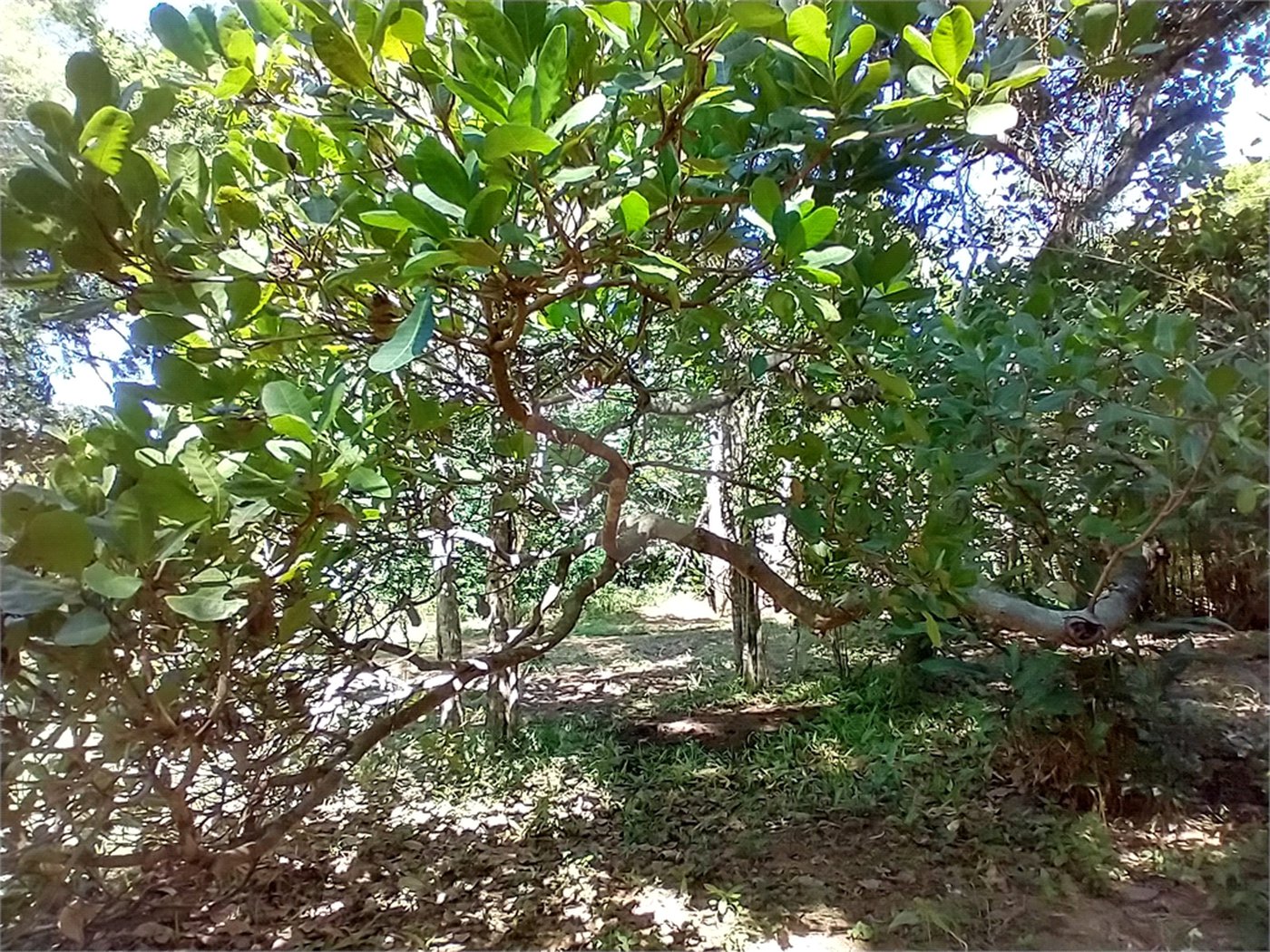 Casa à venda com 1 quarto em Vila Verde, Armação dos Búzios, RJ