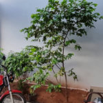 Sobrado à venda com 3 quartos, sendo 1 suíte,  em Jardim Alvorada, Três Lagoas, MS