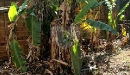 Terreno à venda em Vila Mazzei, São Paulo, SP