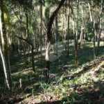 Casa à venda com 4 suítes em Serra da Cantareira, Mairiporã, SP