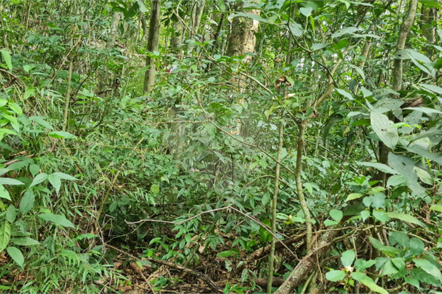 Terreno à venda em Caraguatá, Mairiporã, SP