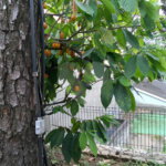 Sobrado à venda com 4 quartos, sendo 1 suíte, em Jardim Floresta, São Paulo, SP