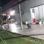 Chácara à venda com 3 quartos, sendo 2 suítes, em Recanto dos Nobres, Araraquara, SP