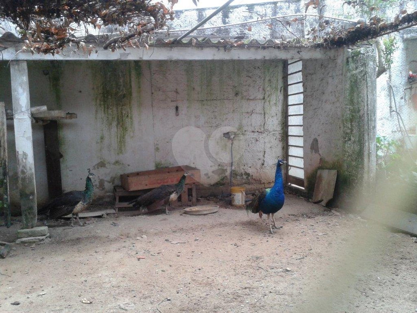 Terreno à venda em Horto Florestal, São Paulo, SP